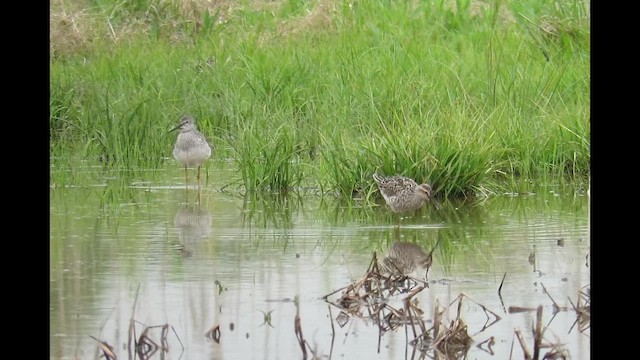 アシナガシギ - ML644387610