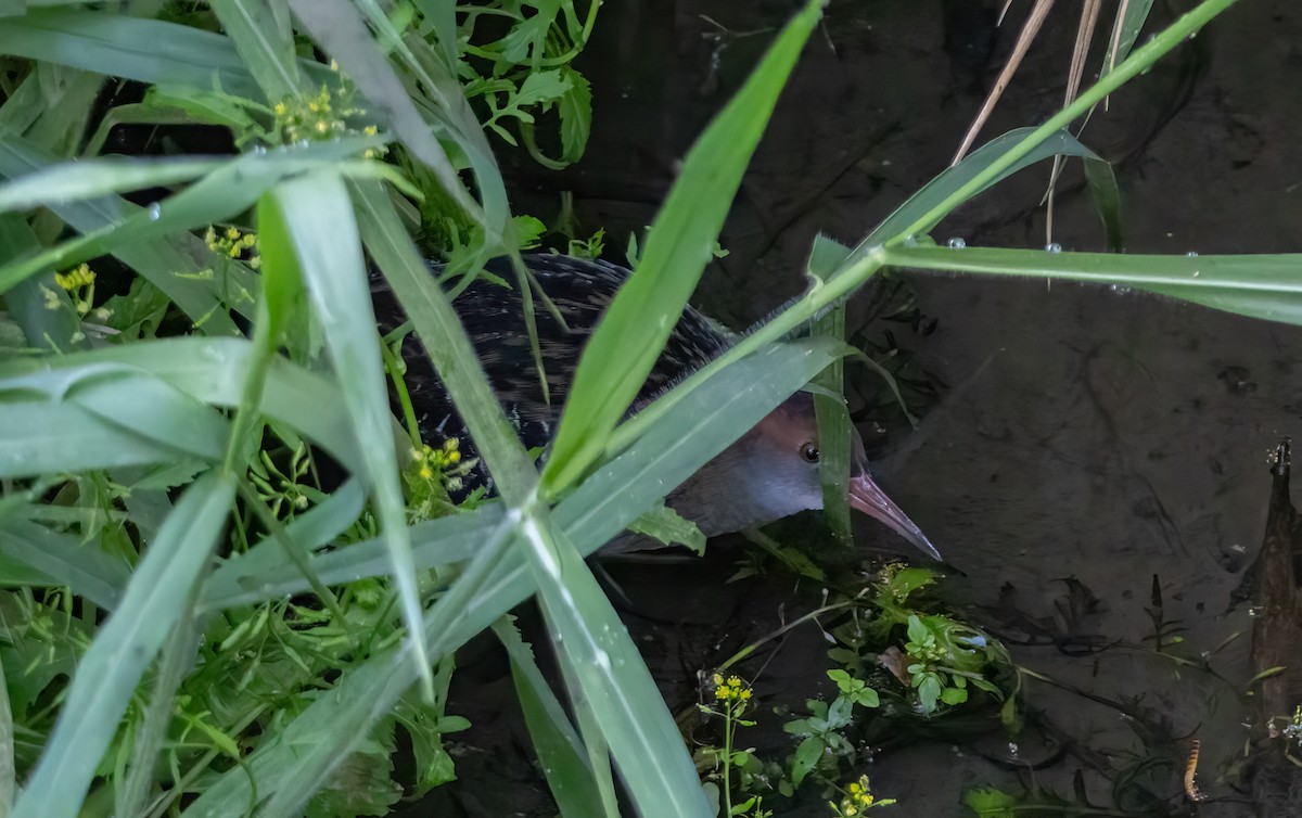 Lewin's Rail - ML644387633