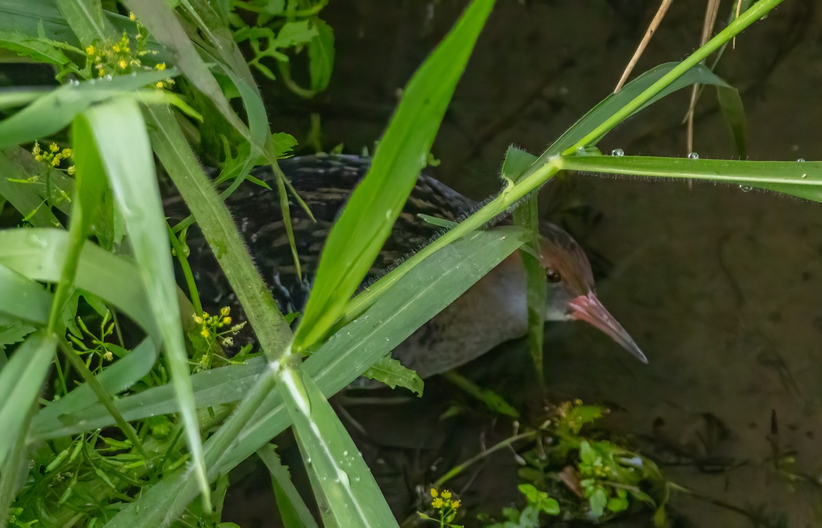 Lewin's Rail - ML644387634