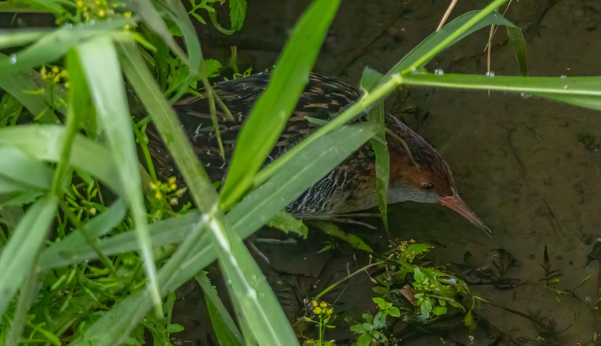 Lewin's Rail - ML644387635