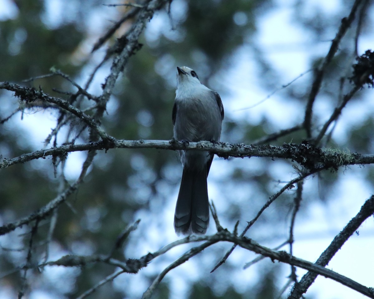 Canada Jay (Boreal) - ML644387649