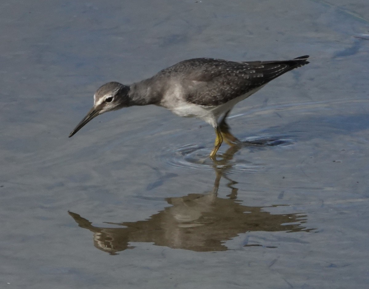 Gray-tailed Tattler - ML644387651