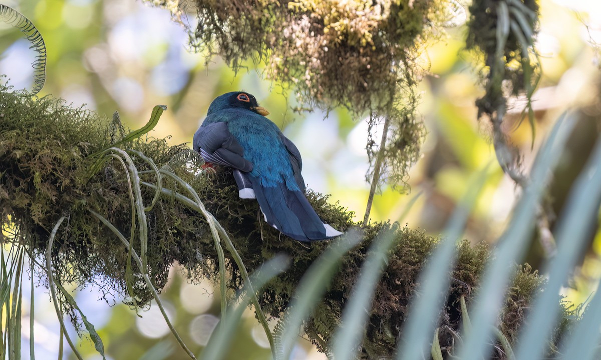 Trogon masqué - ML644387676