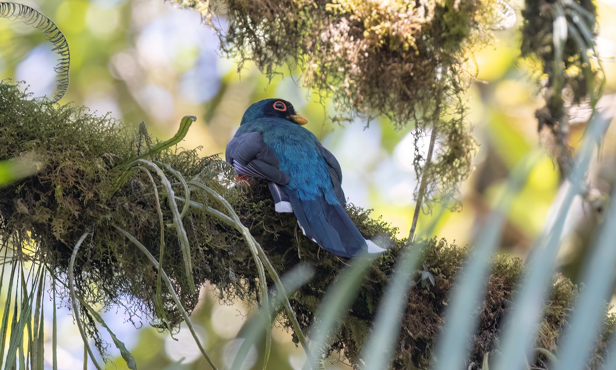 Trogon masqué - ML644387677