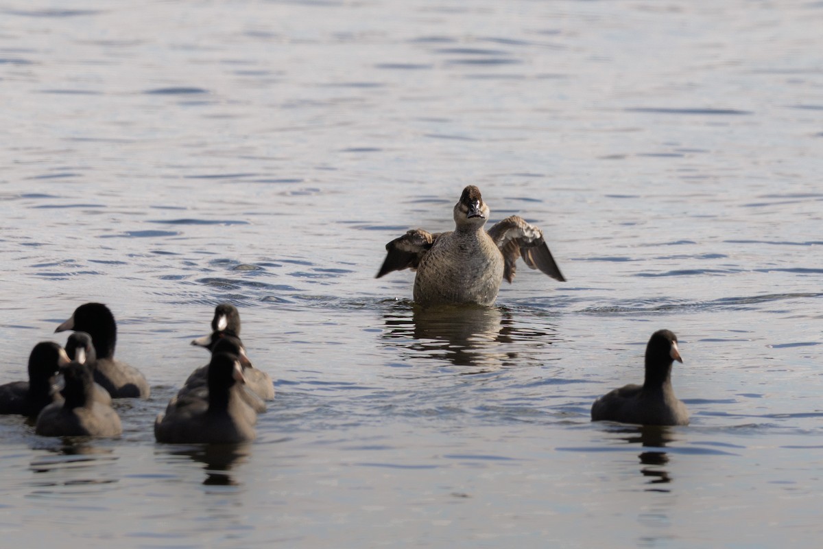 Савка американська - ML644387704