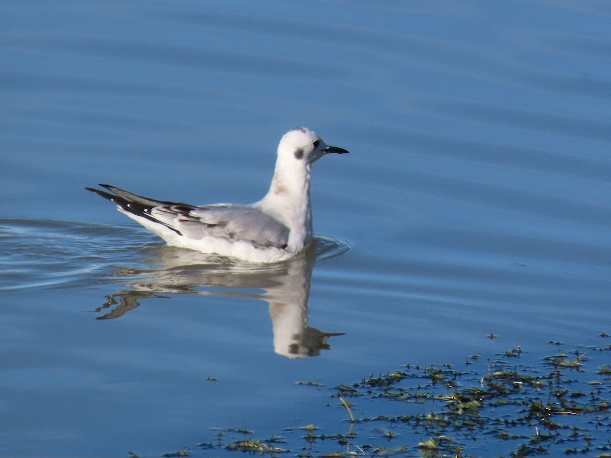 racek Bonapartův - ML644387711