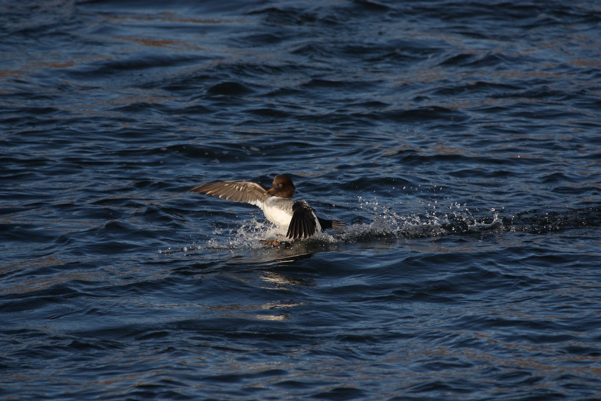 Гоголь - ML644387712