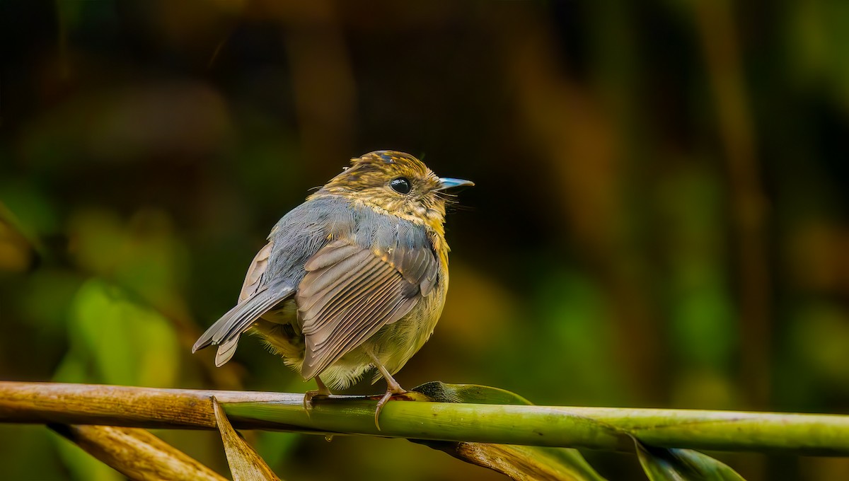 Snowy-browed Flycatcher - ML644387716