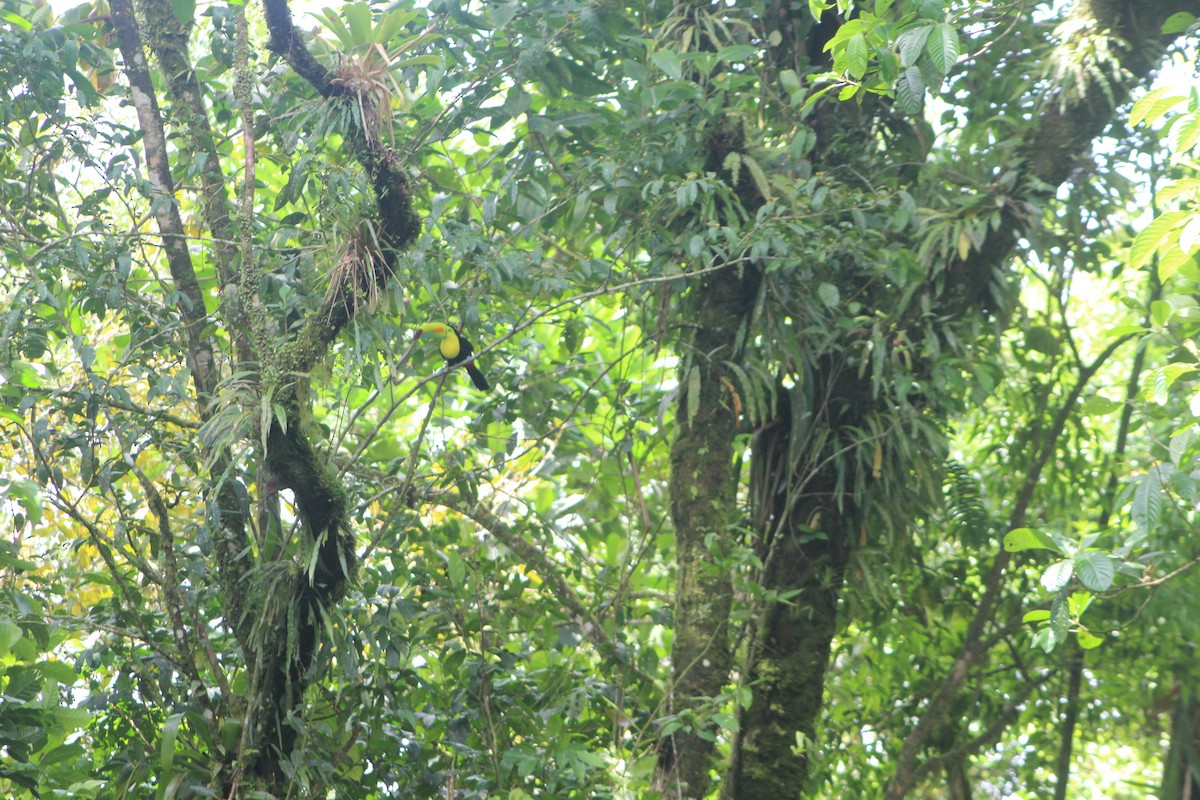 Радужный тукан - ML644387720