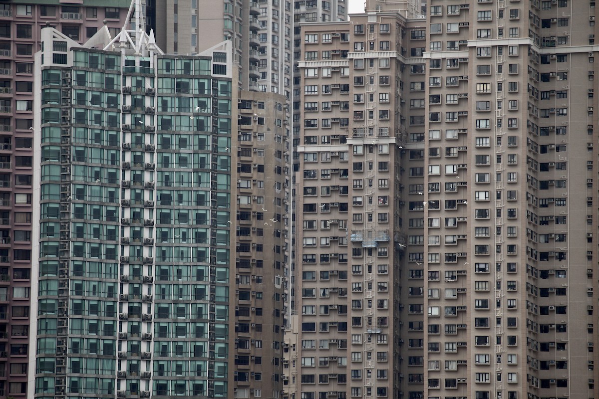 Yellow-crested Cockatoo - ML644387735