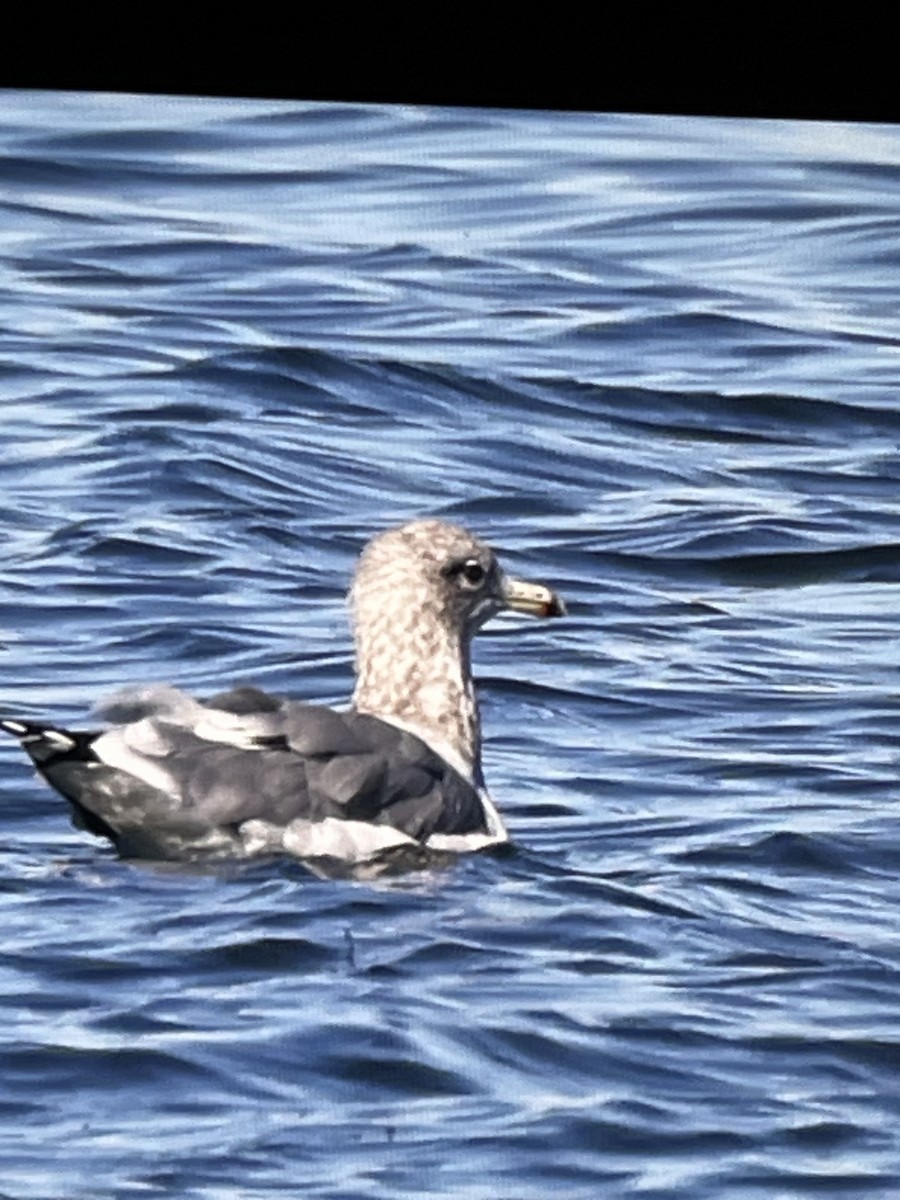 California Gull - ML644387745