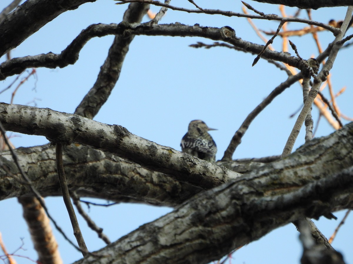 Gelbbauch-Saftlecker - ML644387746