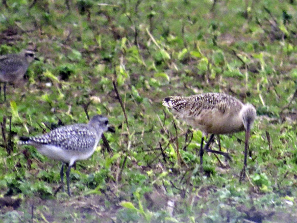 Marbled Godwit - ML644387757