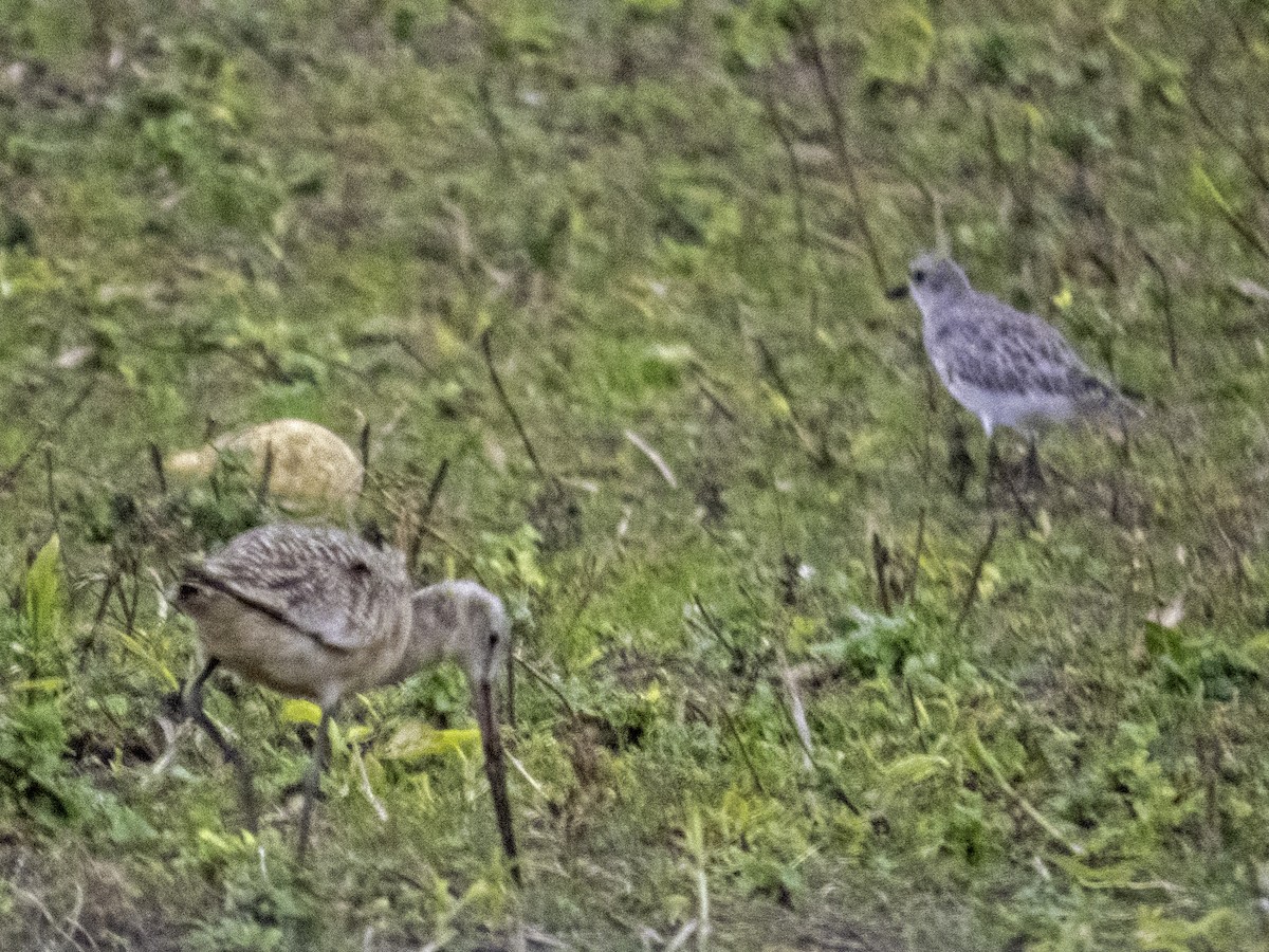 Marbled Godwit - ML644387758