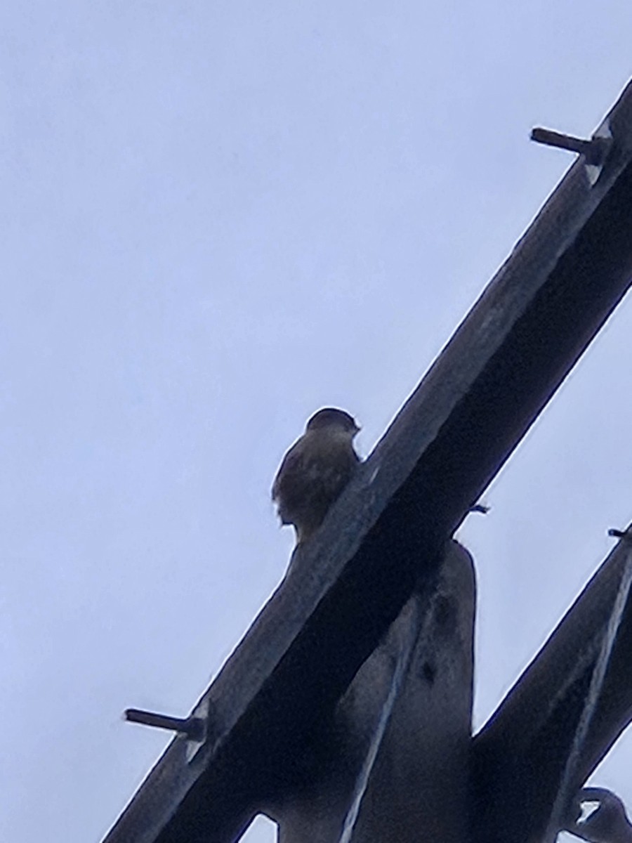 Merlin - ML644387784