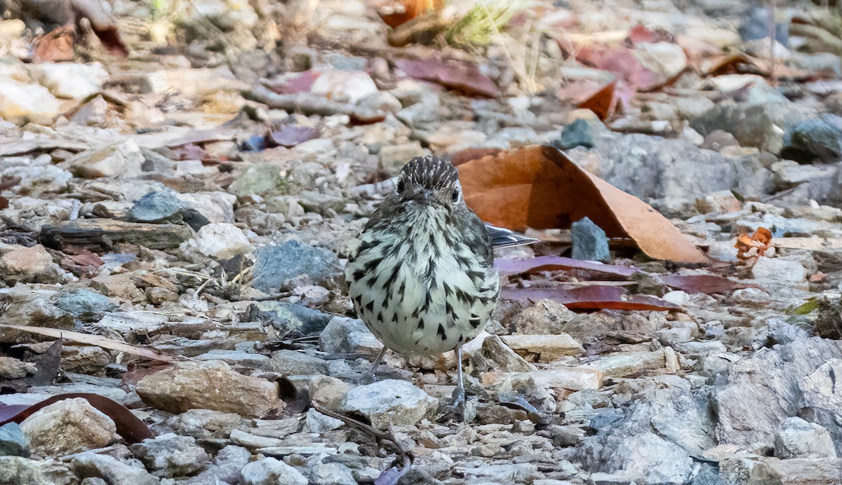 タテフムシクイ - ML644387786