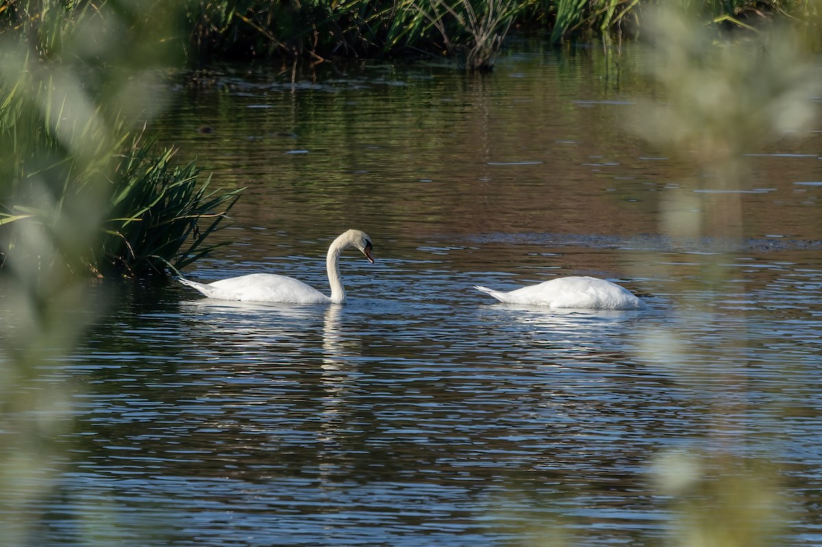 Хуруут хун - ML644387801