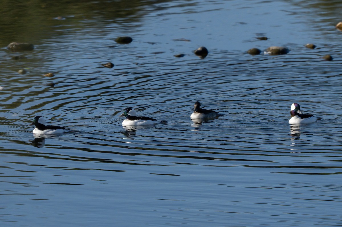 Bufflehead - ML644387811