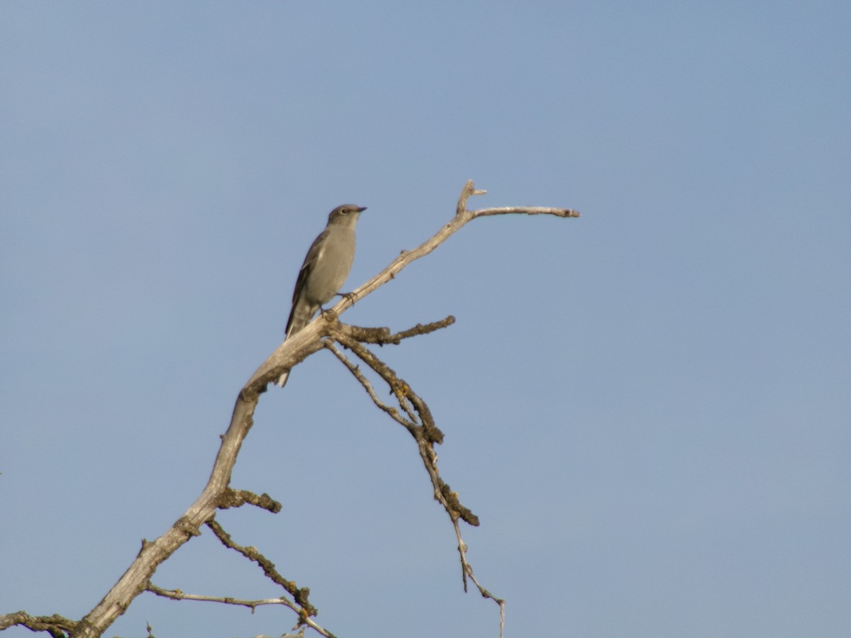 lesňák západní - ML644387813