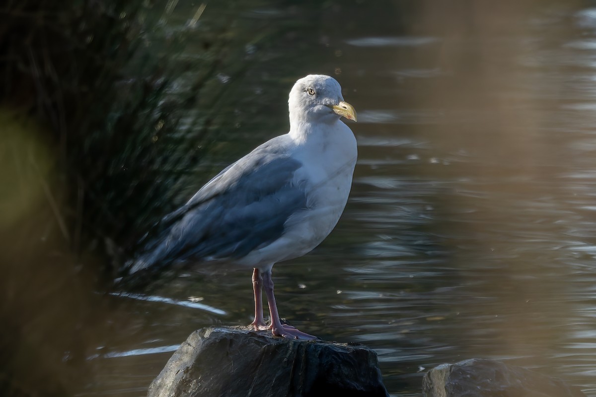 American Herring Gull - ML644387827