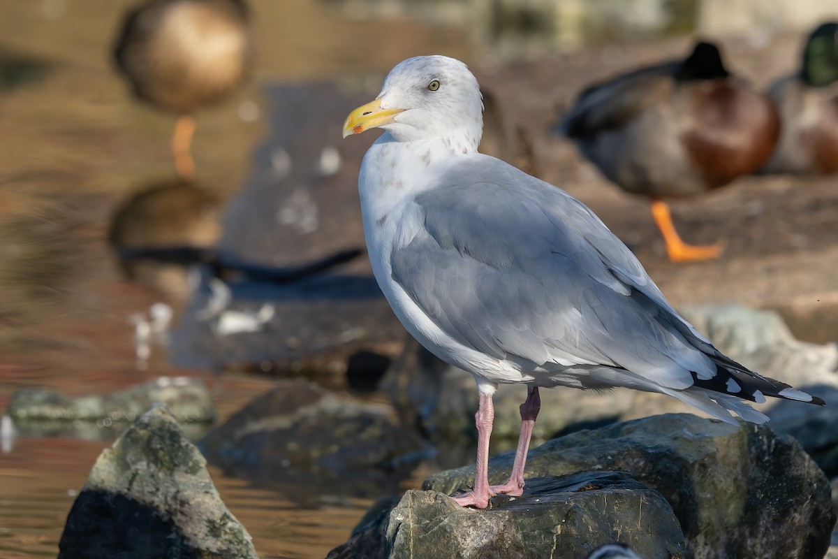 American Herring Gull - ML644387828