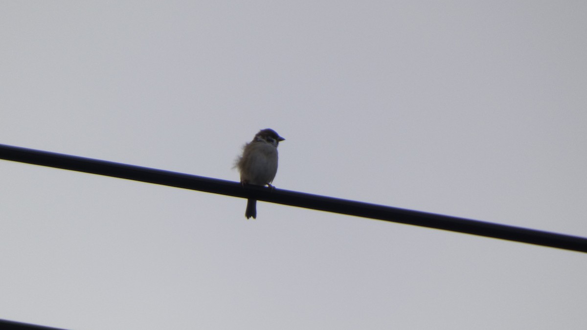 Gorrión Molinero - ML644387831