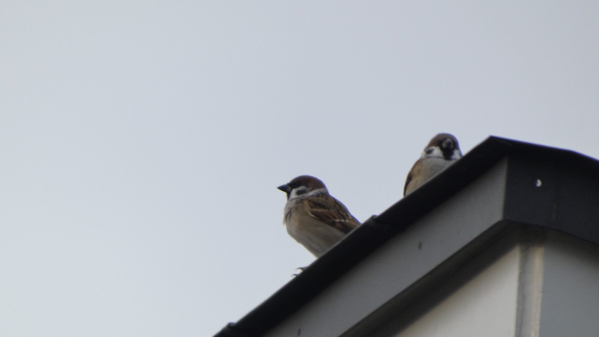 Gorrión Molinero - ML644387832