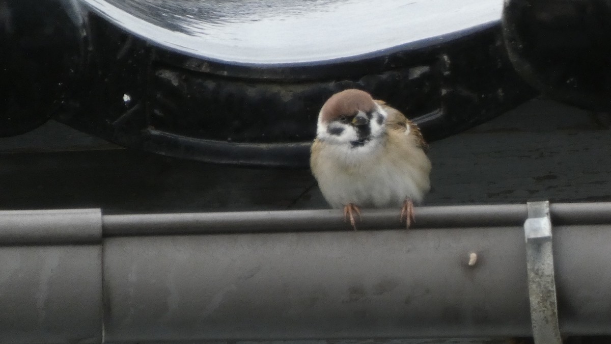 Gorrión Molinero - ML644387834