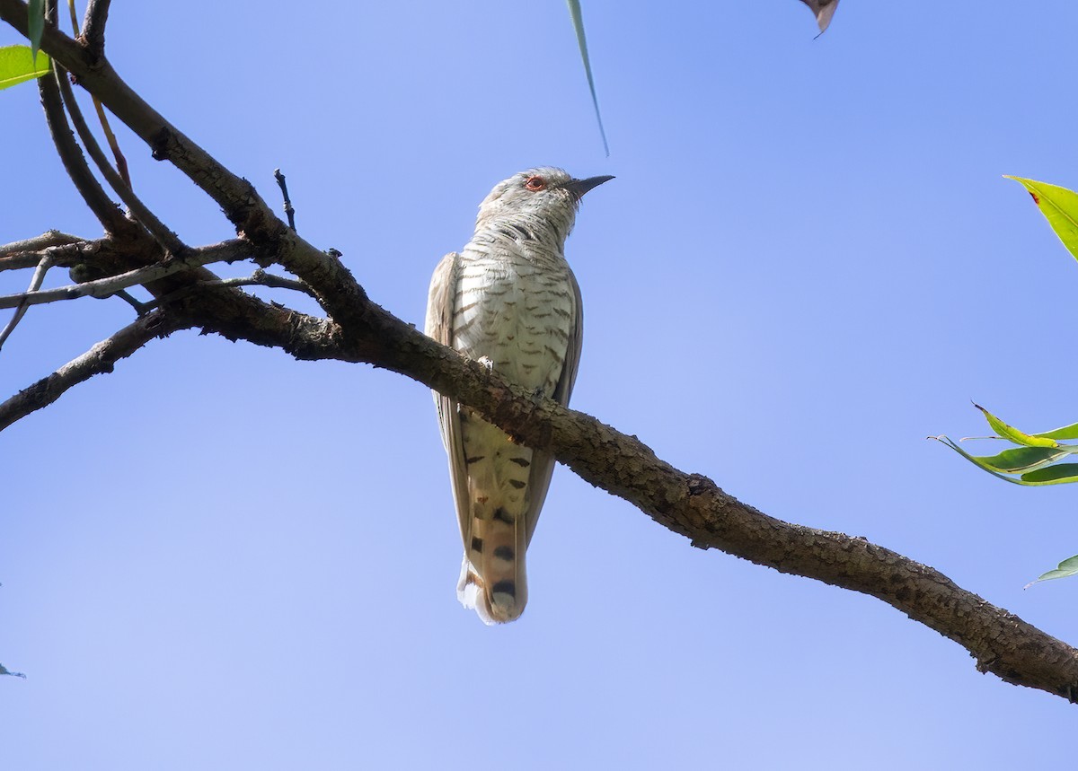 pygmégjøk - ML644387835