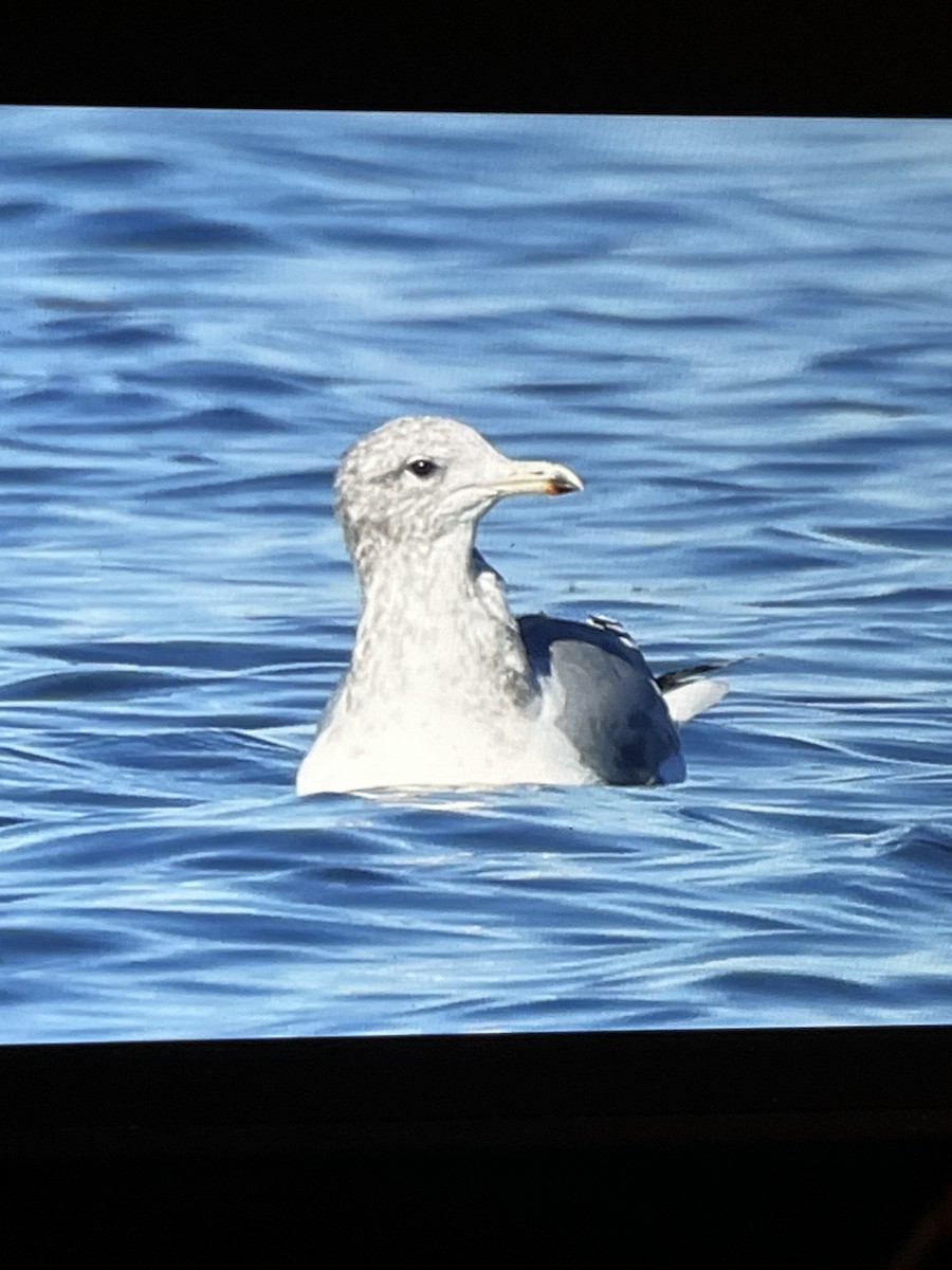California Gull - ML644387840