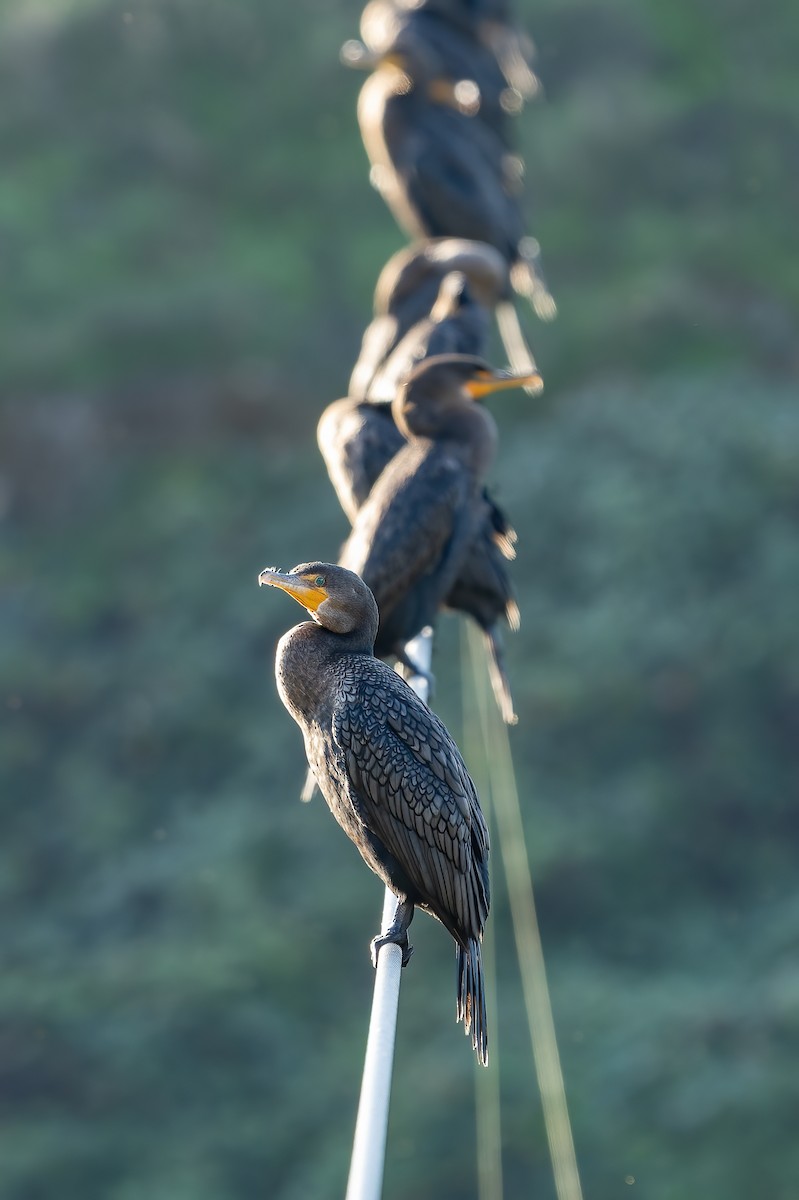 Double-crested Cormorant - ML644387854