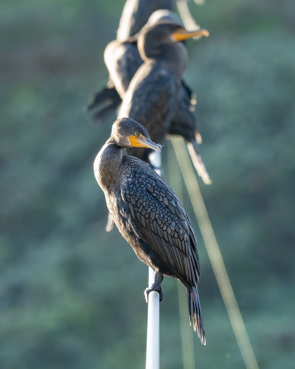 Double-crested Cormorant - ML644387855