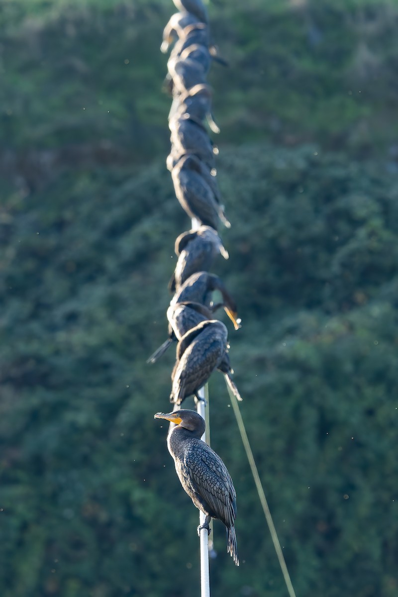 Double-crested Cormorant - ML644387856