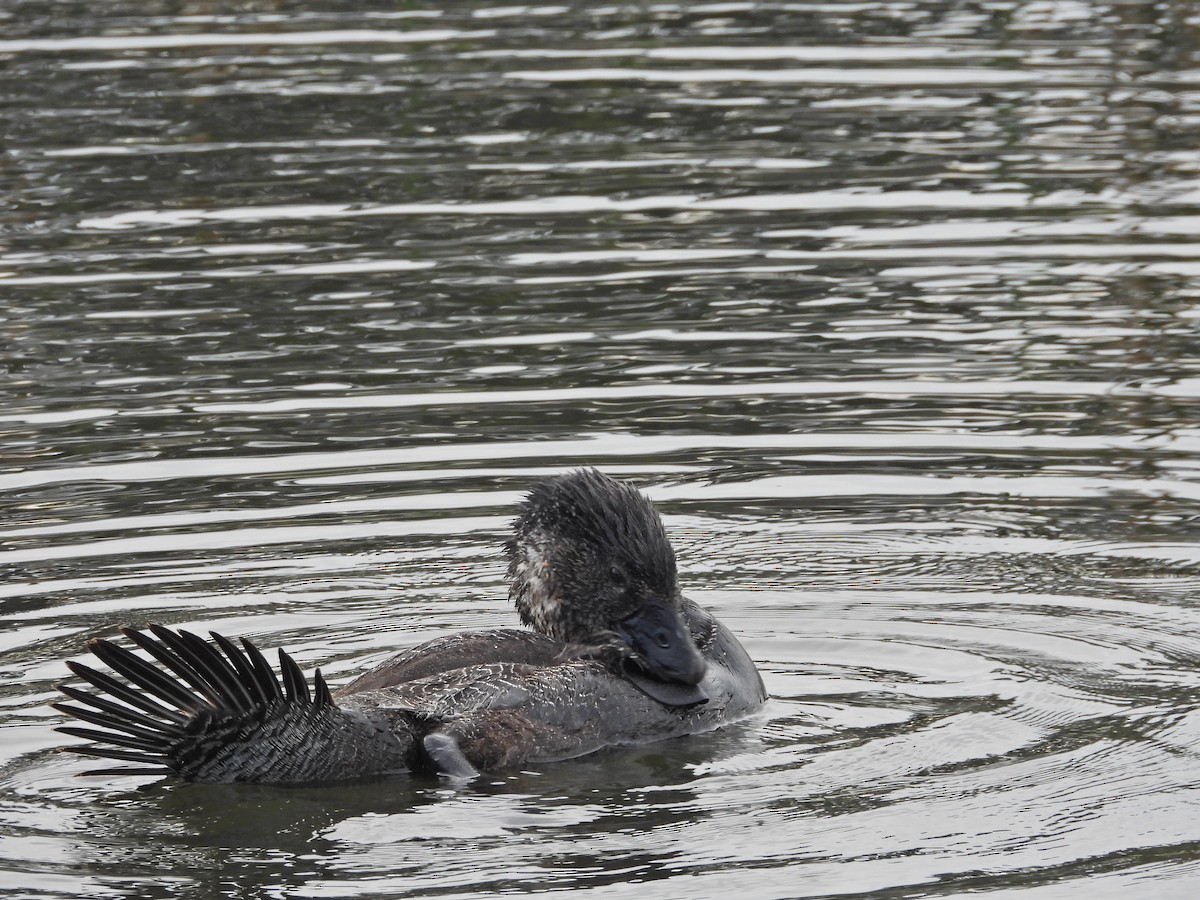 Musk Duck - ML644387866