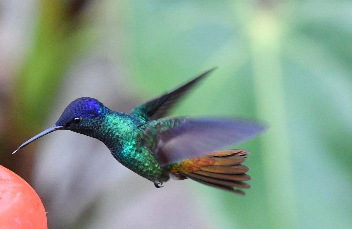 コガネオハチドリ - ML644387872