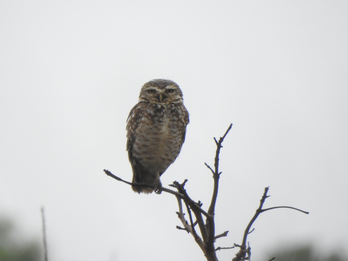Burrowing Owl - ML644387878