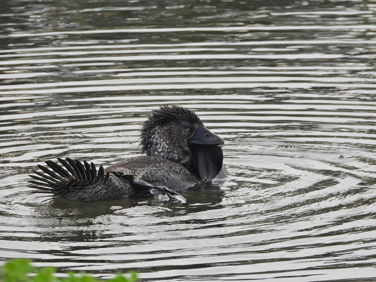 Musk Duck - ML644387880