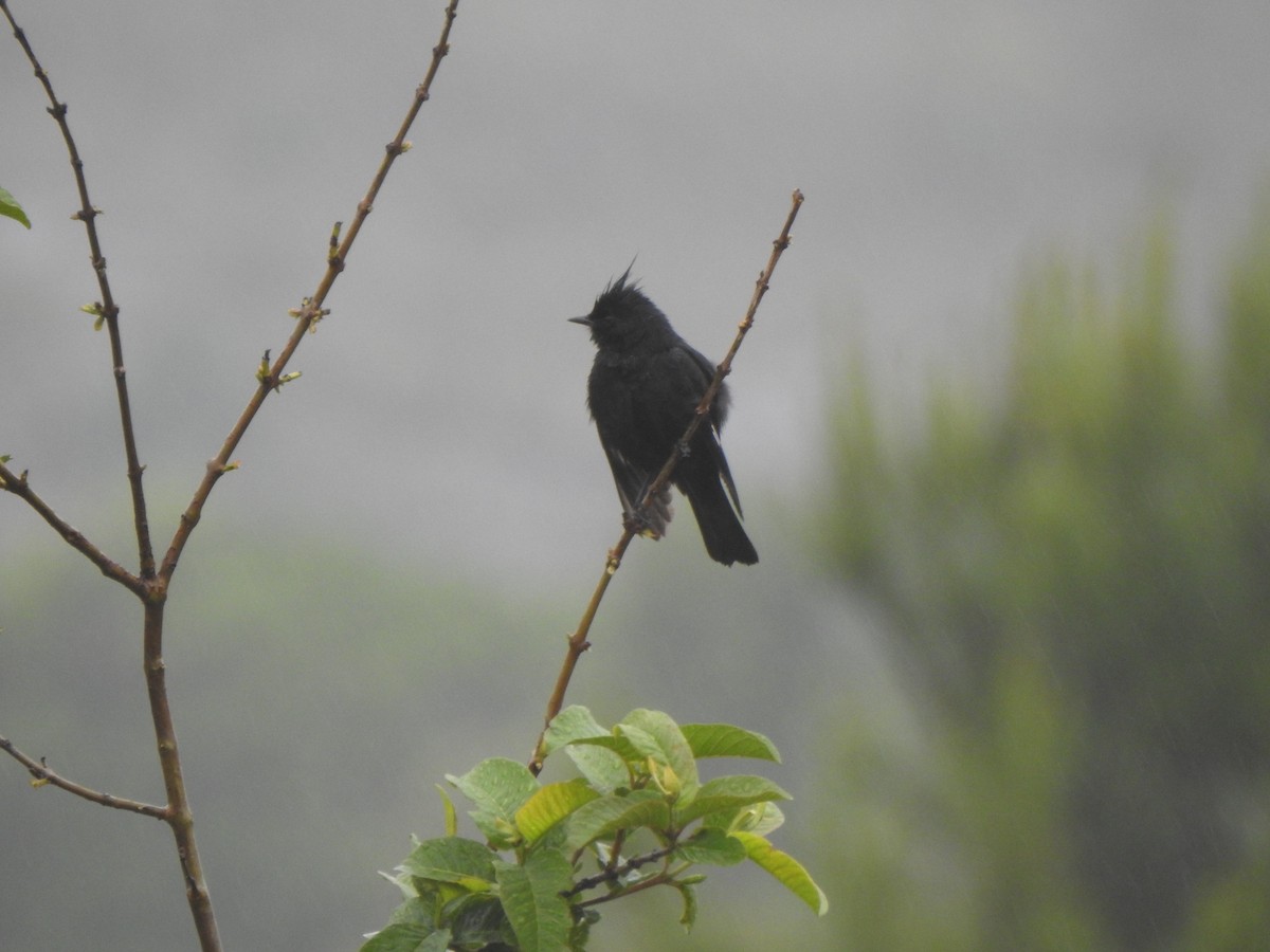 Crested Black-Tyrant - ML644387884