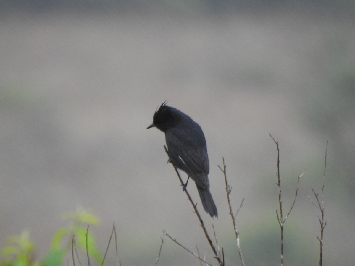 Crested Black-Tyrant - ML644387885