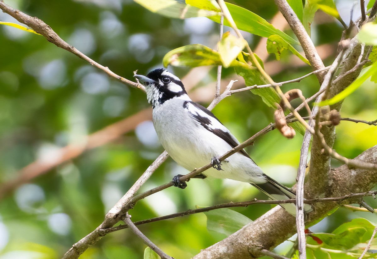 hvitøremonark - ML644387886