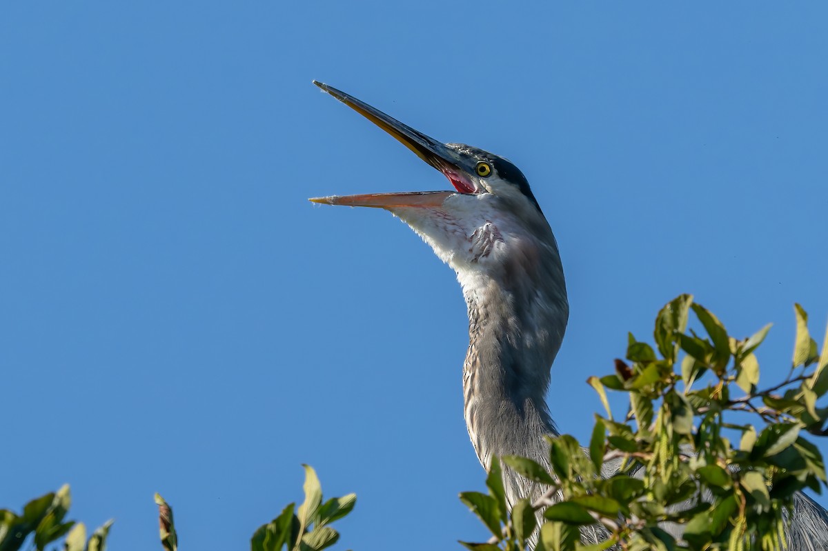 Great Blue Heron - ML644387888