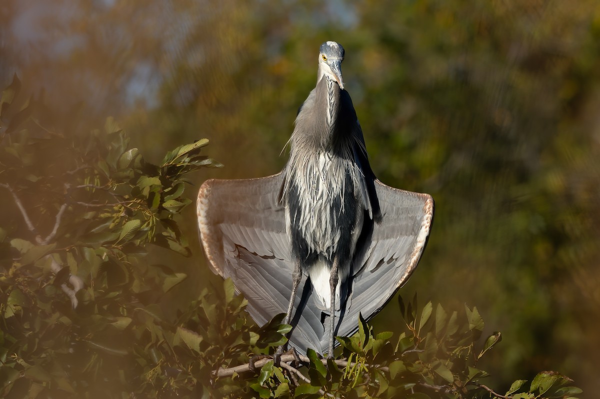 Great Blue Heron - ML644387889