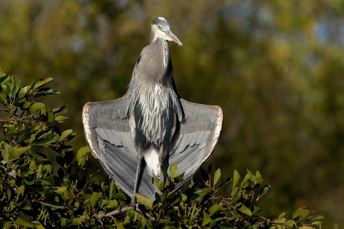 Great Blue Heron - ML644387890