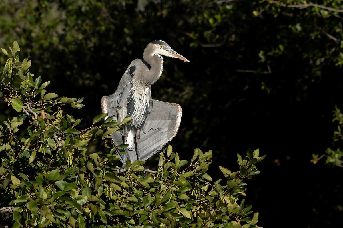 Great Blue Heron - ML644387891