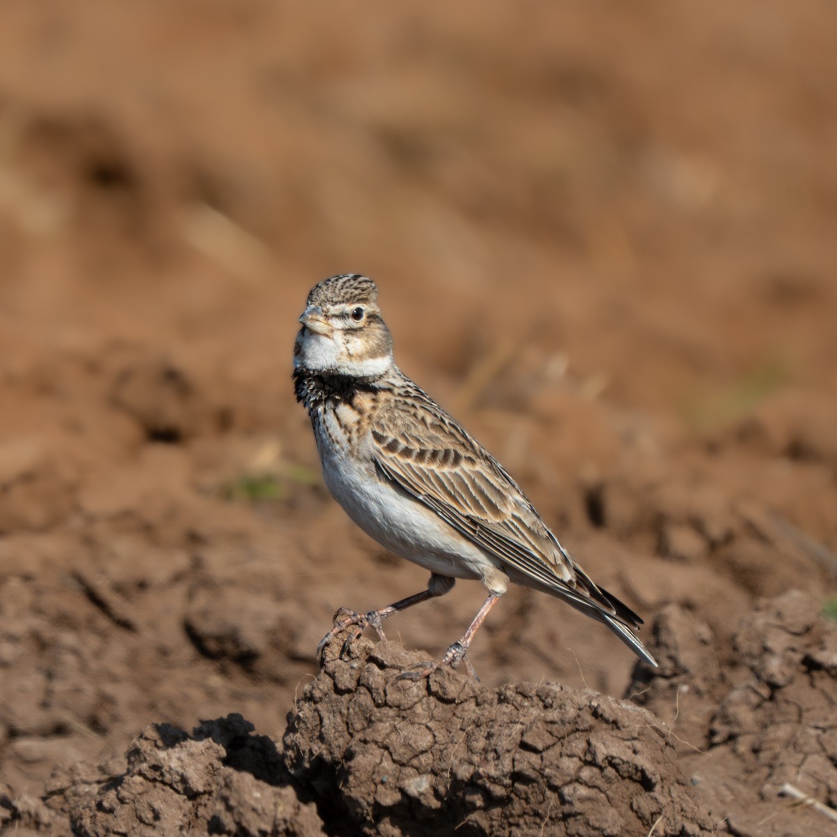 עפרוני ענק - ML644387892