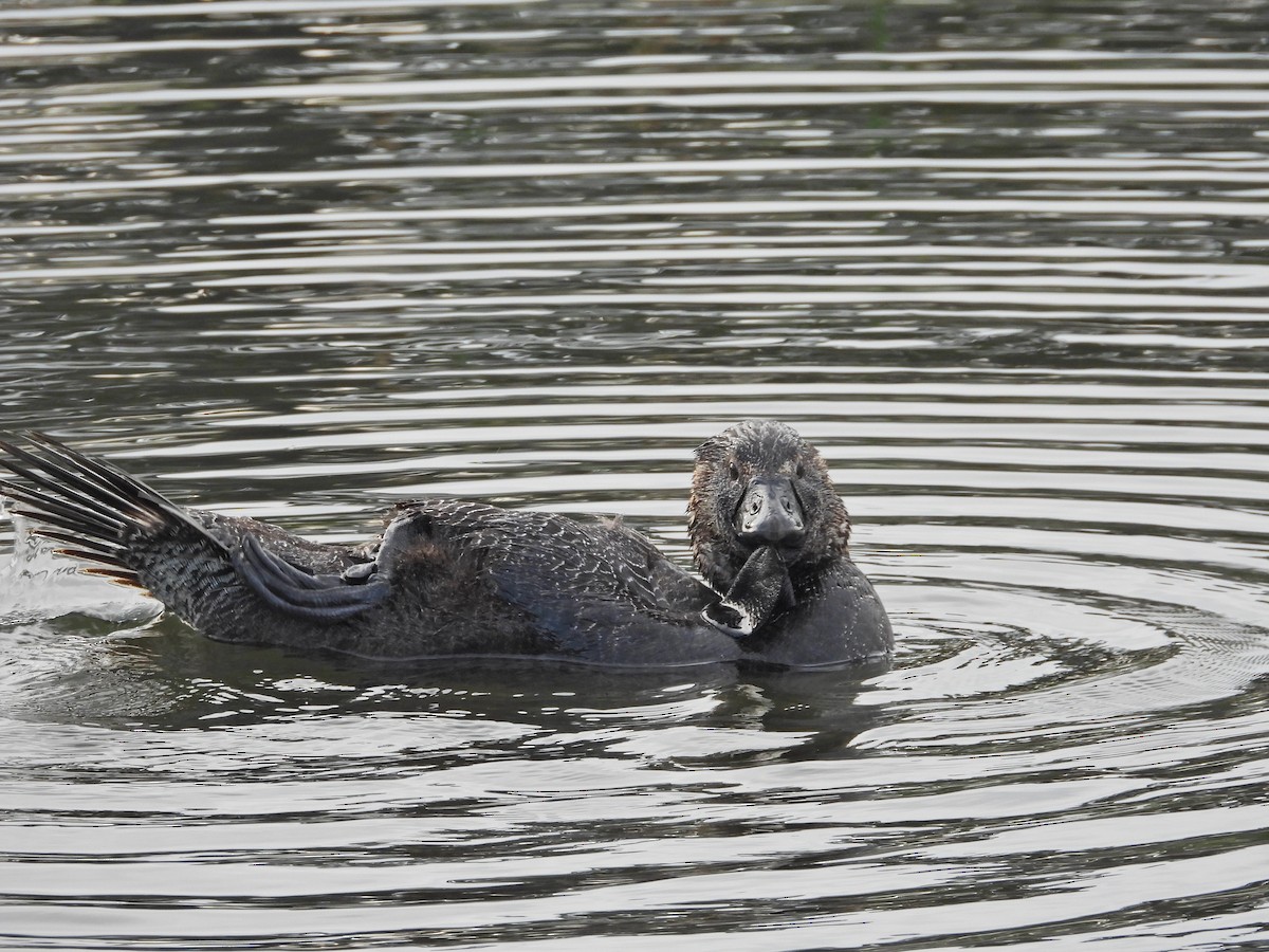 Musk Duck - ML644387894