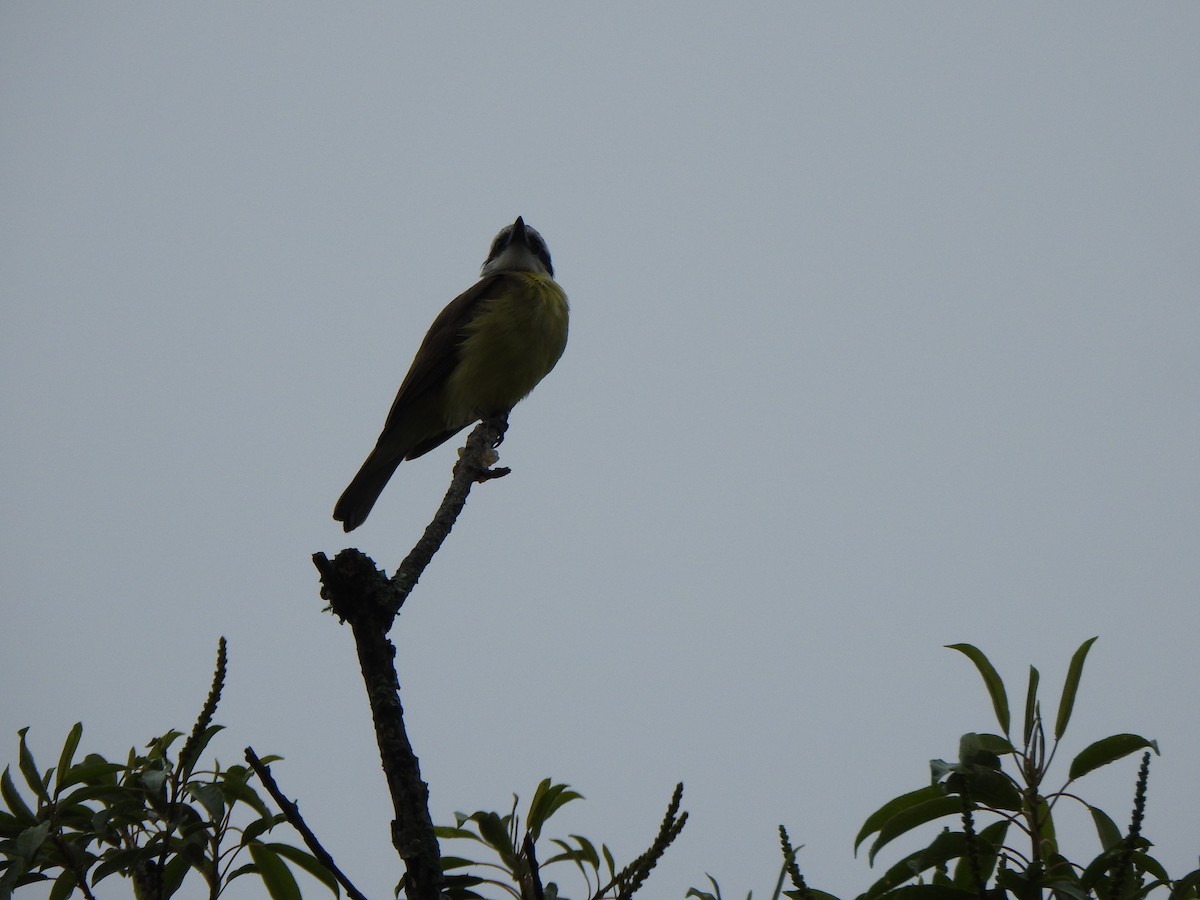 Great Kiskadee - ML644387895