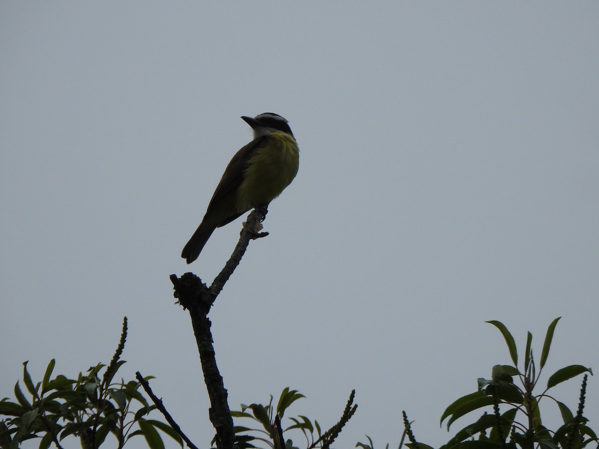 Great Kiskadee - ML644387896