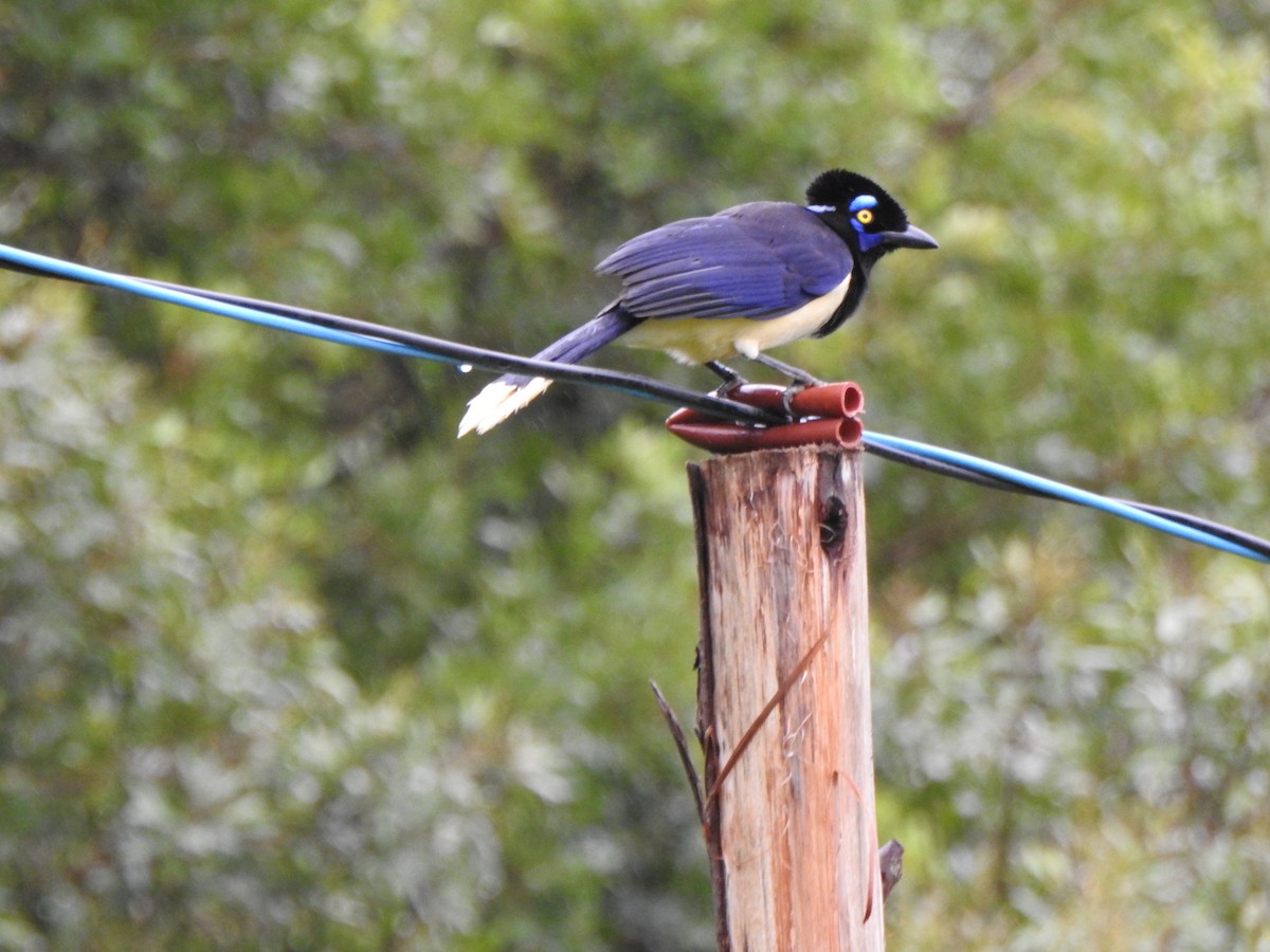 Geai acahé - ML644387897