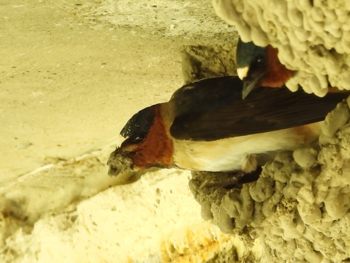 Golondrina Risquera - ML644387898